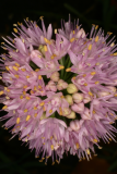 Allium cernuum RCP9-06 027.jpg